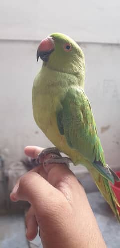 Parrot hand tamed