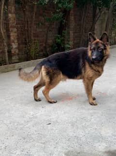 German Shephard male (0326.4215. 688)