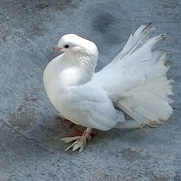 Lucky pigeon pair 0