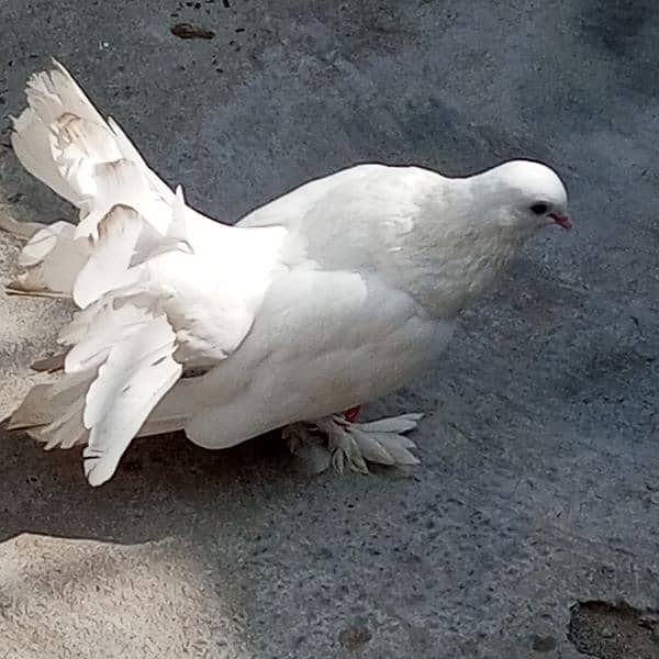 Lucky pigeon pair 1