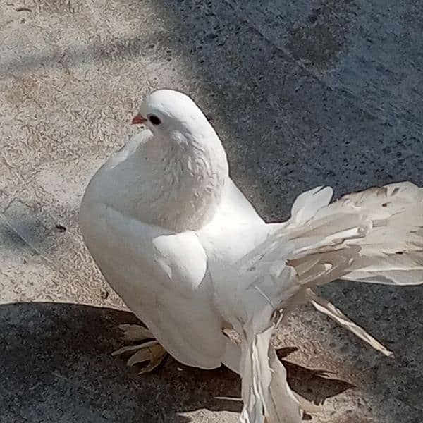 Lucky pigeon pair 2