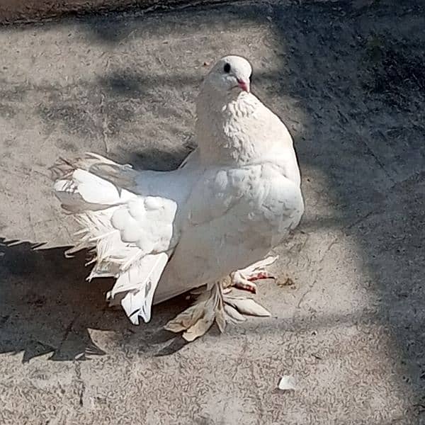 Lucky pigeon pair 3