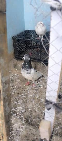 pigeon high flyers for sale 031210909/40