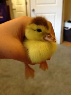 Duck chick's