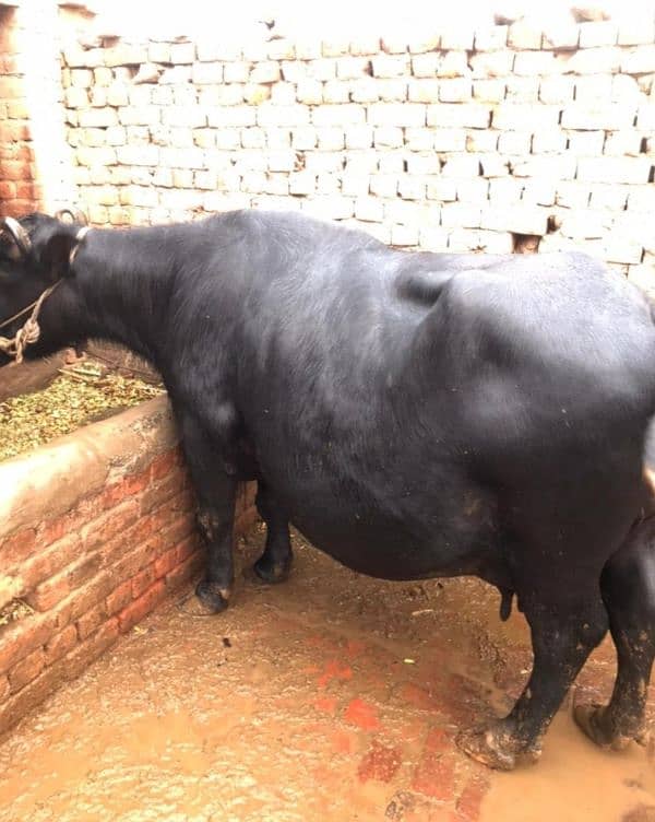 Bhens. . buffalos.   . . . . . . 8 kilo dudh ha 4