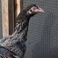 Quality Aseel Miawali Breed Hens 03023737562 2