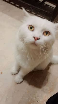 Male Persian cat for salr