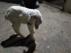 white beautiful goat baby ||سفيد بکری کا بچہ