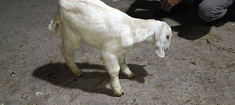 white beautiful goat baby ||سفيد بکری کا بچہ 1