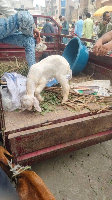 white beautiful goat baby ||سفيد بکری کا بچہ 3