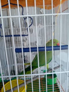 green parrot 1 male ok healthy without cage fixed 3500