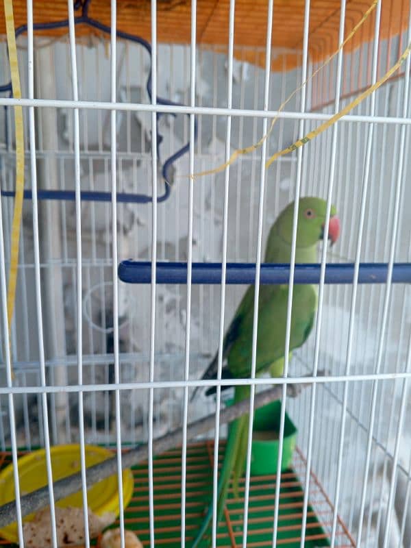 green parrot 1 male ok healthy without cage fixed 3500 2