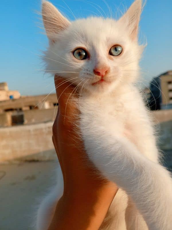 Persian male kitten 2 months old 1