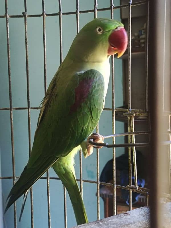 Pahari / Raw Parrot Female 1