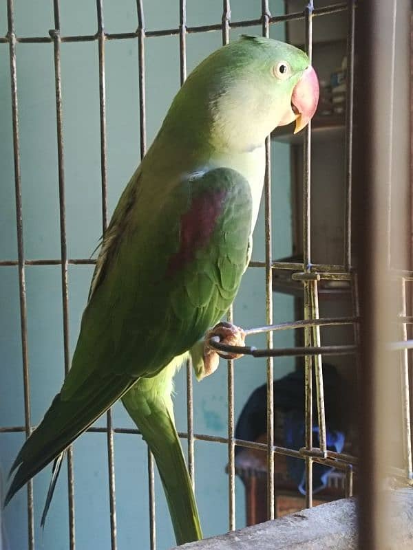 Pahari / Raw Parrot Female 2