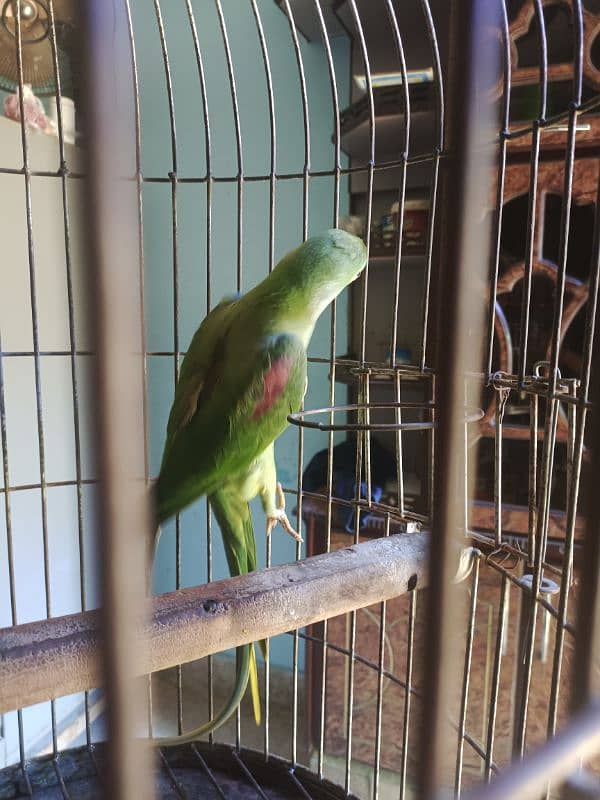 Pahari / Raw Parrot Female 3