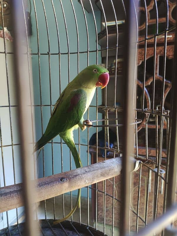 Pahari / Raw Parrot Female 4