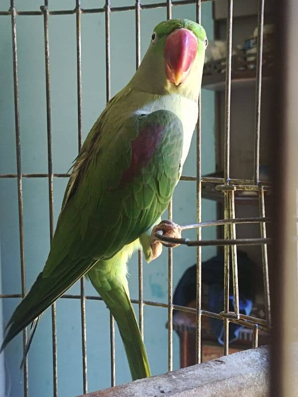 Pahari / Raw Parrot Female 5