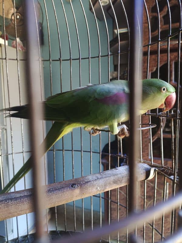 Pahari / Raw Parrot Female 6