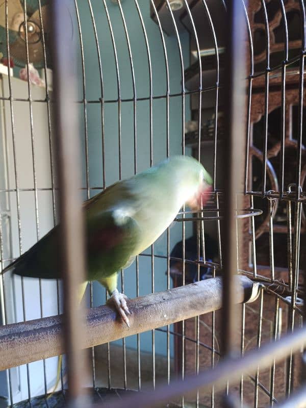 Pahari / Raw Parrot Female 7