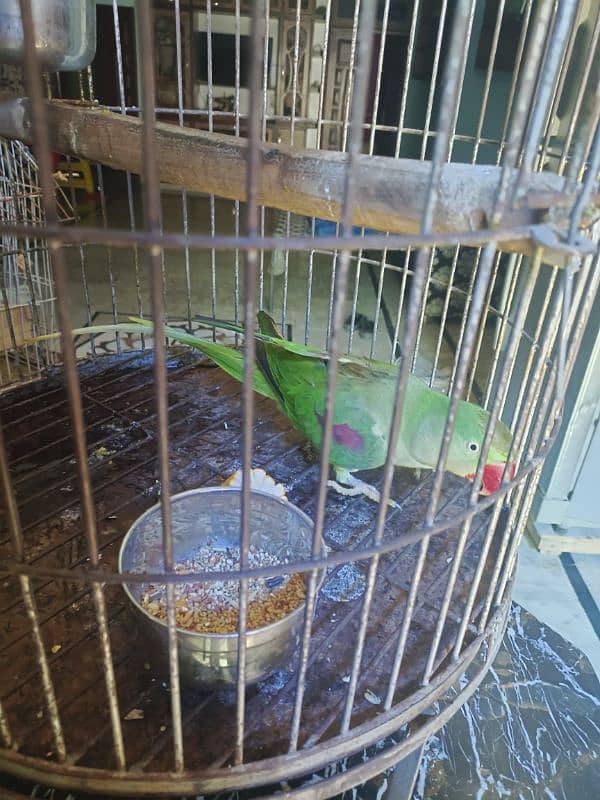 Pahari / Raw Parrot Female 9