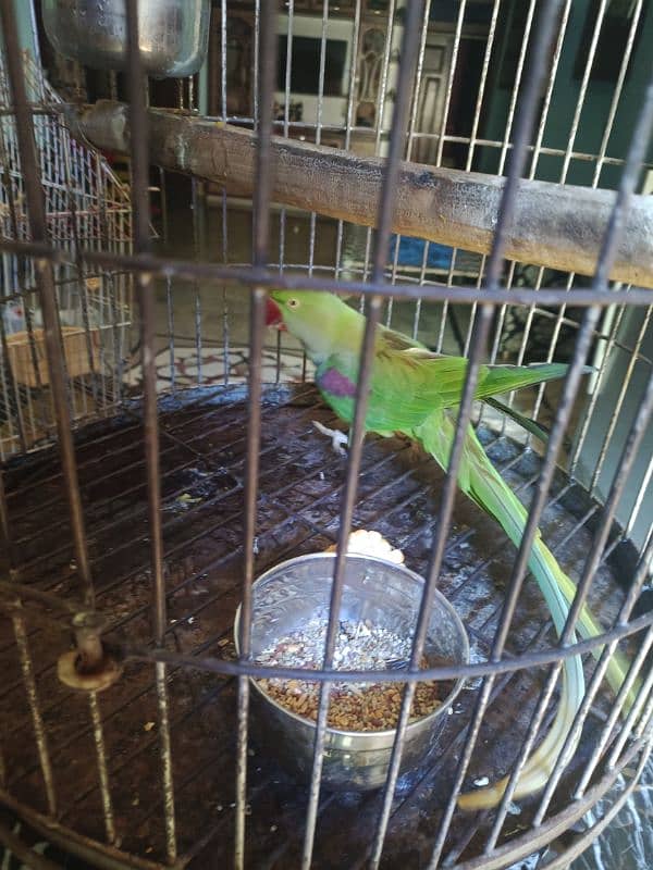 Pahari / Raw Parrot Female 10