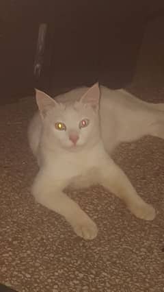 Persian odd eyes male cat / Double Coated / for sale /