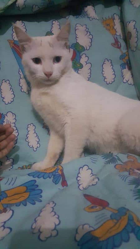 Persian odd eyes male cat / Double Coated / for sale / 1