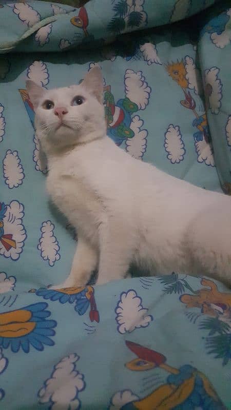 Persian odd eyes male cat / Double Coated / for sale / 3