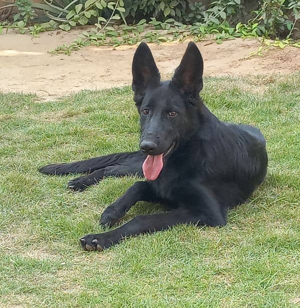 Black shepherd Male puppy 0