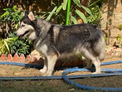 Siberian husky female dog available for sale