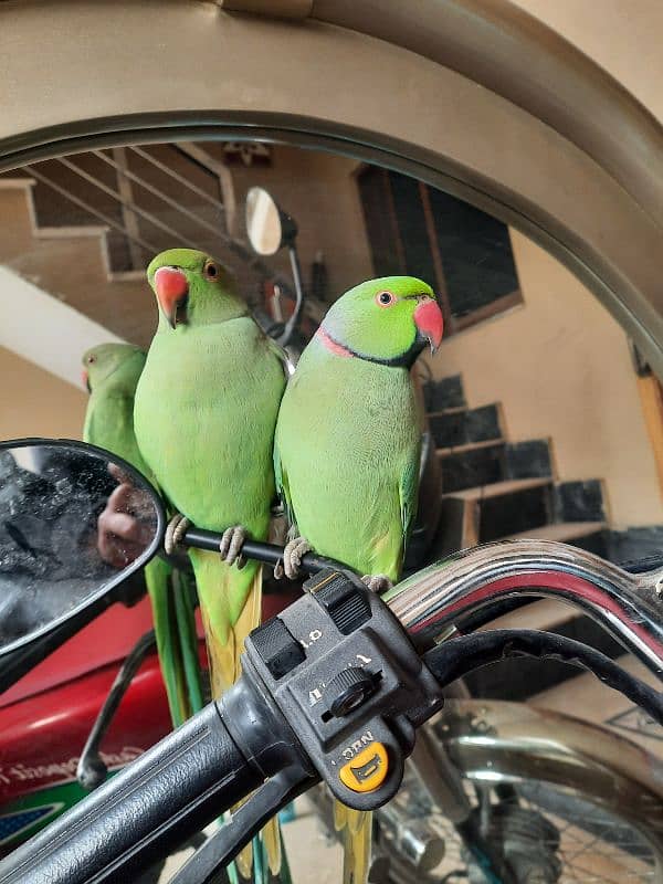 Ringneck Male hand tamed 0