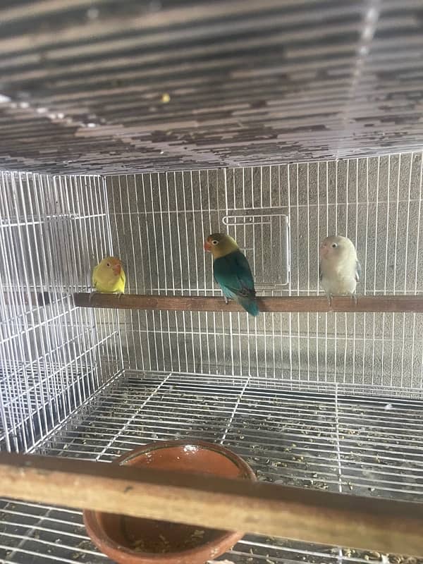 lovebirds for sale 0