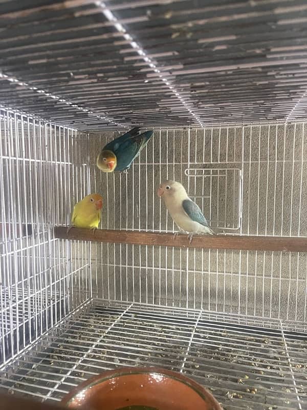 lovebirds for sale 1