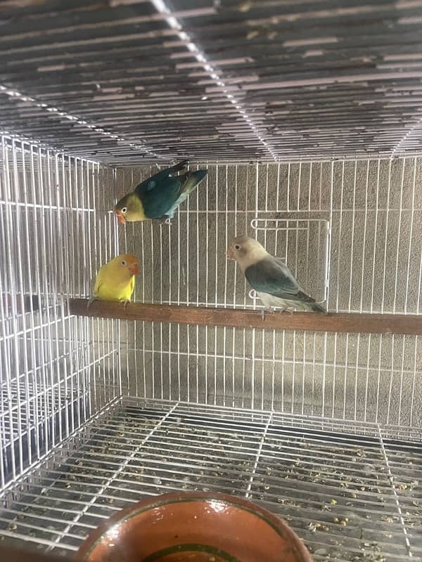 lovebirds for sale 2