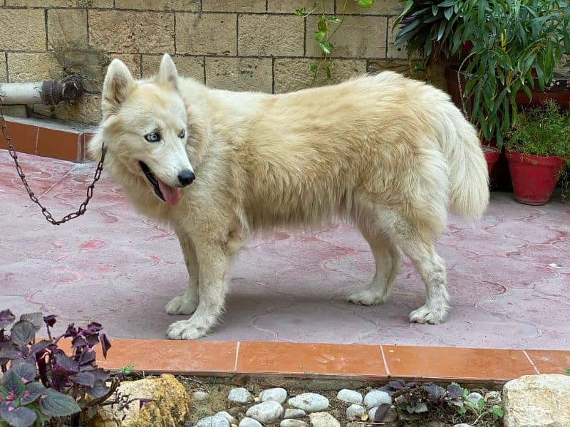 Siberian husky females dogs available for sale 0