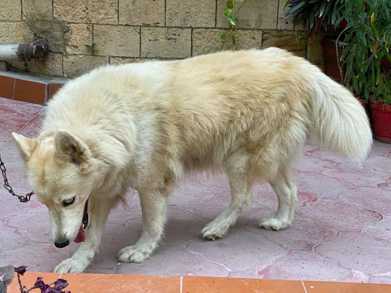 Siberian husky females dogs available for sale 1