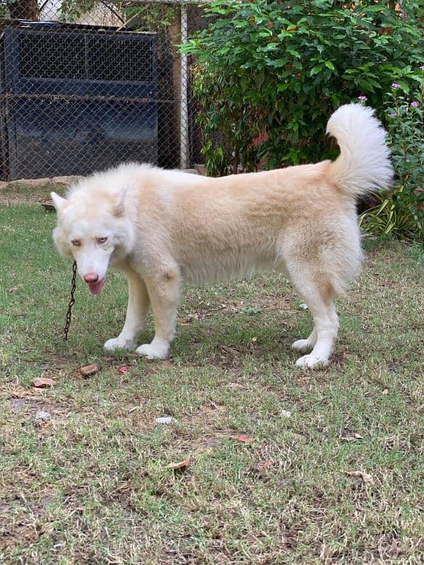 Siberian husky females dogs available for sale 3