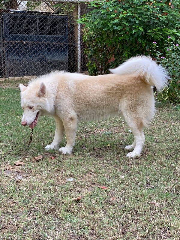 Siberian husky females dogs available for sale 5