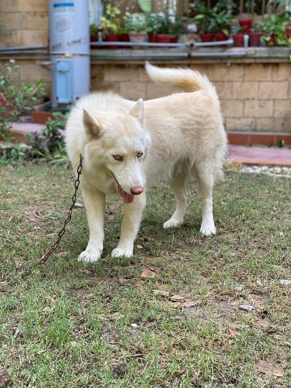 Siberian husky females dogs available for sale 6