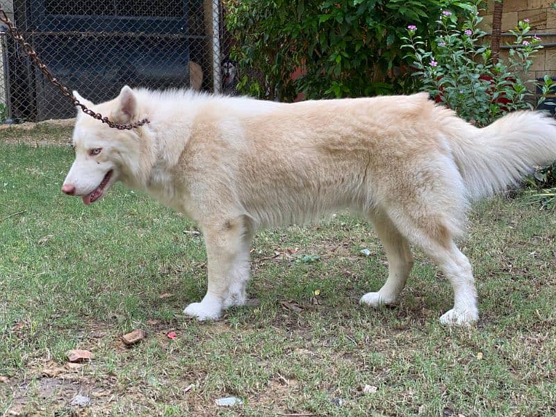 Siberian husky females dogs available for sale 8