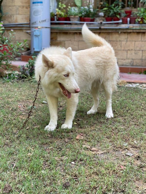 Siberian husky females dogs available for sale 9