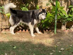 Siberian husky male dog available for sale