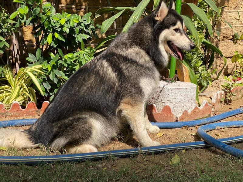 Siberian husky male dog available for sale 5