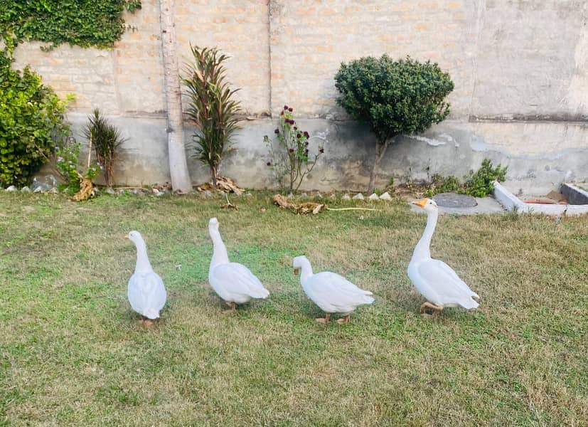 White Ducks for Sale 1