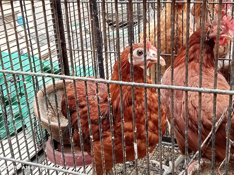 golden misri egg laying hens 0