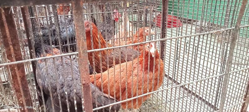 golden misri egg laying hens 1