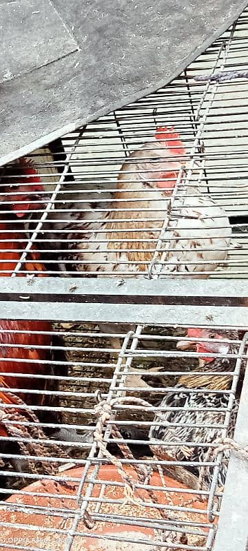 golden misri egg laying hens 4