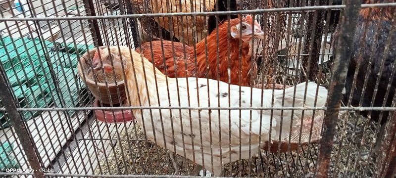 golden misri egg laying hens 6