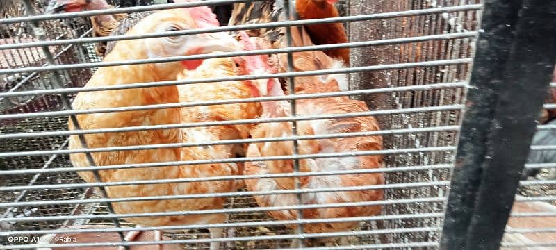 golden misri egg laying hens 7